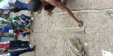 Unang naitalang King Cobra sa Tablas Island, kinumpirma; publiko pinaiiwas sa mapanganib na ahas