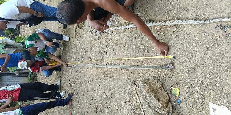Unang naitalang King Cobra sa Tablas Island, kinumpirma; publiko pinaiiwas sa mapanganib na ahas