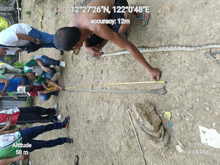 Unang naitalang King Cobra sa Tablas Island, kinumpirma; publiko pinaiiwas sa mapanganib na ahas