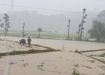 Mga magsasaka sa Looc at Odiongan, naghahanda na ng mga palayan kasunod ng tuloy-tuloy na pag-ulan