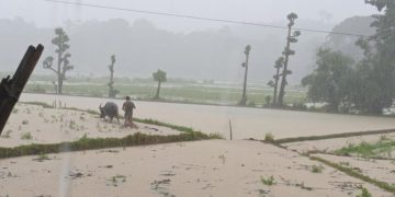 Mga magsasaka sa Looc at Odiongan, naghahanda na ng mga palayan kasunod ng tuloy-tuloy na pag-ulan