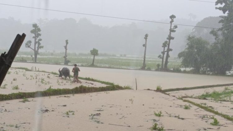 Mga magsasaka sa Looc at Odiongan, naghahanda na ng mga palayan kasunod ng tuloy-tuloy na pag-ulan