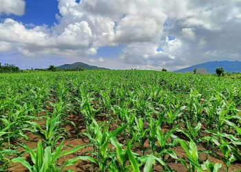 Corn production sa Romblon, umaabot na ng 200 metric tons kada taon