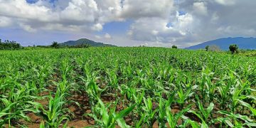 Corn production sa Romblon tinatayang nasa 200 metric tons, ayon sa OPA