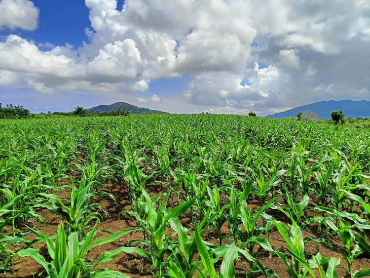 Corn production sa Romblon tinatayang nasa 200 metric tons, ayon sa OPA