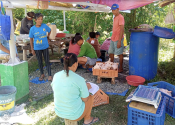 Samahan ng mga magsasaka at mangingisda sa Sta. Maria kumita ng mahigit ₱249K sa broiler project