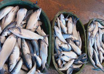 30 katao, sinanay ng BFAR sa pag-aalaga ng bangus sa fishcage