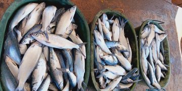 30 katao, sinanay ng BFAR sa pag-aalaga ng bangus sa fishcage
