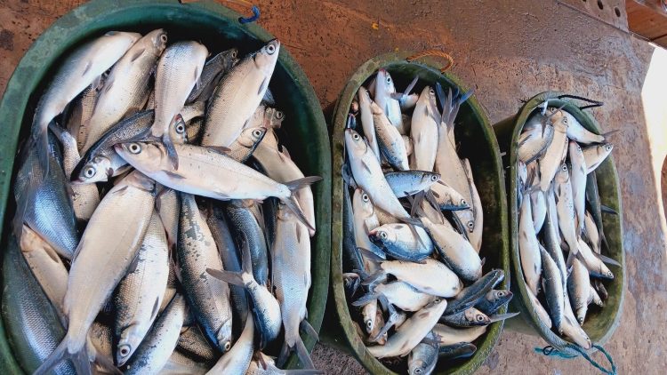 30 katao, sinanay ng BFAR sa pag-aalaga ng bangus sa fishcage