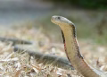 Prov’l Gov’t muling tiniyak ang suplay ng anti-venom sa Romblon sa gitna ng mga ulat ng cobra sightings