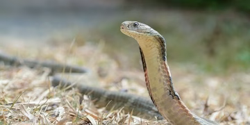 Prov’l Gov’t muling tiniyak ang suplay ng anti-venom sa Romblon sa gitna ng mga ulat ng cobra sightings