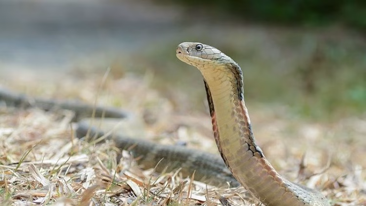 Prov’l Gov’t muling tiniyak ang suplay ng anti-venom sa Romblon sa gitna ng mga ulat ng cobra sightings