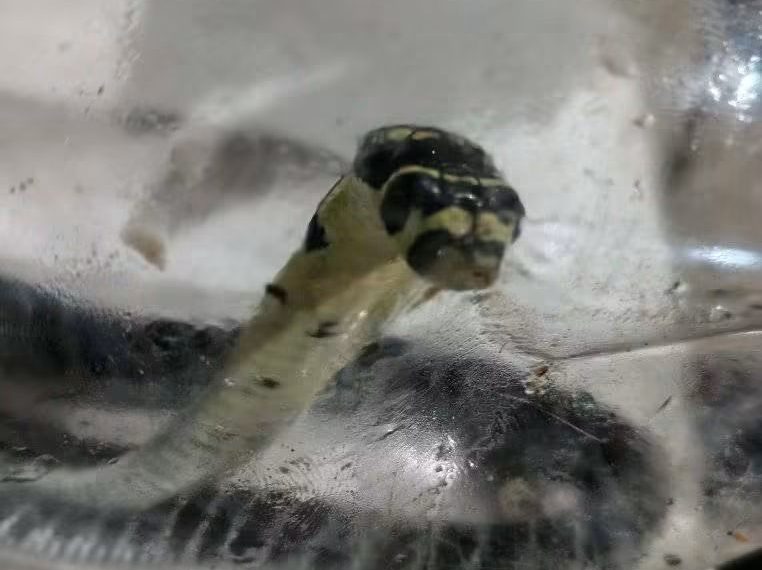Pinaghihinalaang cobra sa Santa Fe, nahuli at ibinigay sa PENRO