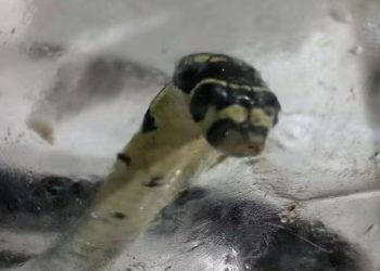 Pinaghihinalaang cobra sa Santa Fe, nahuli at ibinigay sa PENRO
