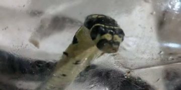 Pinaghihinalaang cobra sa Santa Fe, nahuli at ibinigay sa PENRO