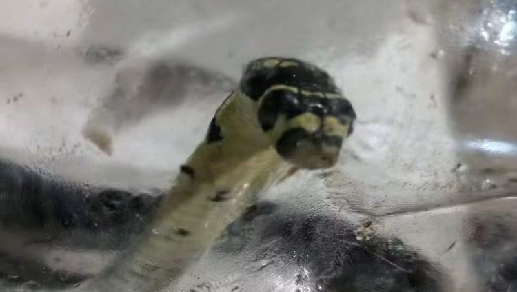 Pinaghihinalaang cobra sa Santa Fe, nahuli at ibinigay sa PENRO