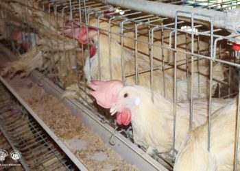 Mga magsasaka sa Sibale pinalawak ang negosyo sa egg production