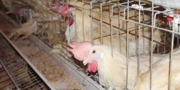Mga magsasaka sa Sibale pinalawak ang negosyo sa egg production