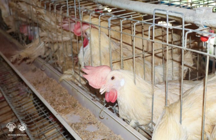 Mga magsasaka sa Sibale pinalawak ang negosyo sa egg production