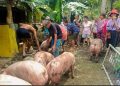 11 farmers’ associations sa Romblon at Palawan, tumanggap ng ₱1.73-M swine support