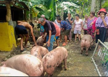 11 farmers’ associations sa Romblon at Palawan, tumanggap ng ₱1.73-M swine support