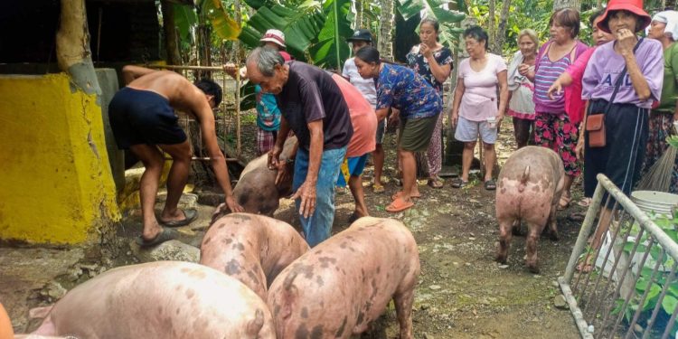 11 farmers’ associations sa Romblon at Palawan, tumanggap ng ₱1.73-M swine support