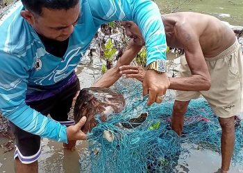 Green sea turtle, nailigtas matapos sumabit sa lambat sa karagatan ng Looc