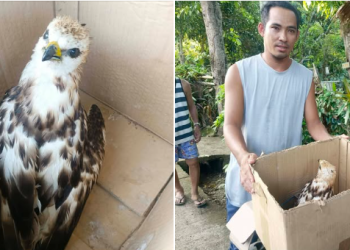 Ibong raptor, nasagip matapos matagpuang palutang-lutang sa dagat sa Santa Fe