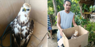 Ibong raptor, nasagip matapos matagpuang palutang-lutang sa dagat sa Santa Fe