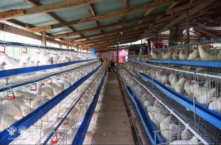 2,800 RTL chickens na nagkakahalaga ng higit ₱4M, ipinamahagi sa 4 farmer associations sa Romblon