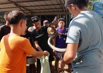 Nawawalang sawa sa DENR Romblon, narekober at pinakawalan na sa kagubatan