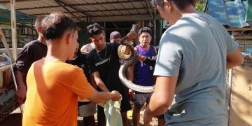 Nawawalang sawa sa DENR Romblon, narekober at pinakawalan na sa kagubatan
