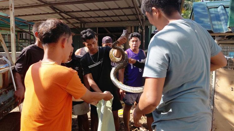 Nawawalang sawa sa DENR Romblon, narekober at pinakawalan na sa kagubatan