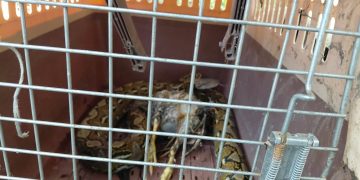 Sawa na nasa kustodiya ng PENRO Romblon, nakatakas sa kulungan