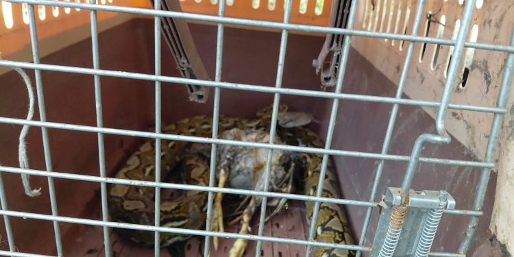 Sawa na nasa kustodiya ng PENRO Romblon, nakatakas sa kulungan