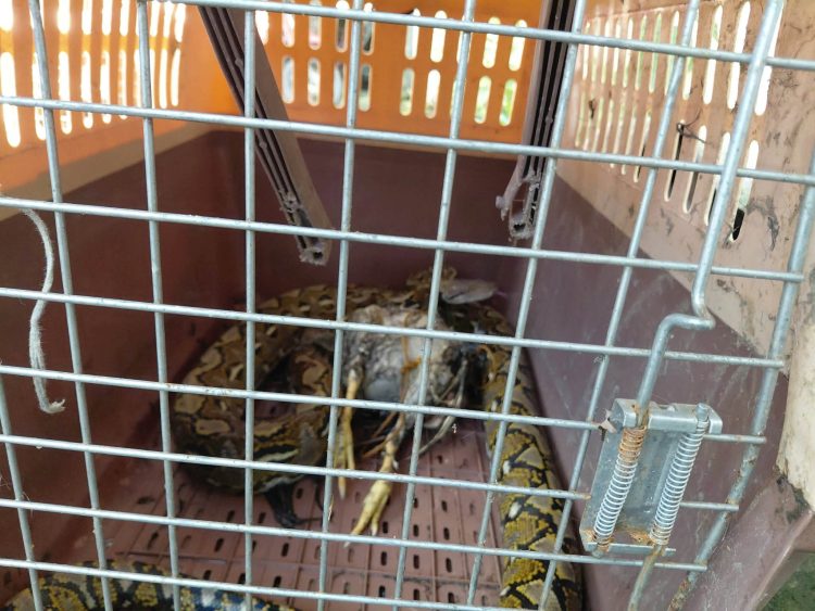 Sawa na nasa kustodiya ng PENRO Romblon, nakatakas sa kulungan