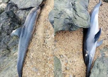 Dolphin, patay na natagpuan sa baybayin ng Santa Fe