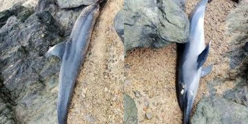 Dolphin, patay na natagpuan sa baybayin ng Santa Fe