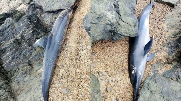 Dolphin, patay na natagpuan sa baybayin ng Santa Fe