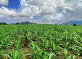 Romblon Provincial Gov’t, naghahanda sa posibleng epekto ng ‘super El Niño’