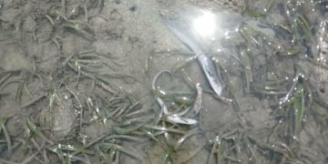 “Fish Kill’ naitala sa Odiongan dahil sa epekto ng El Niño