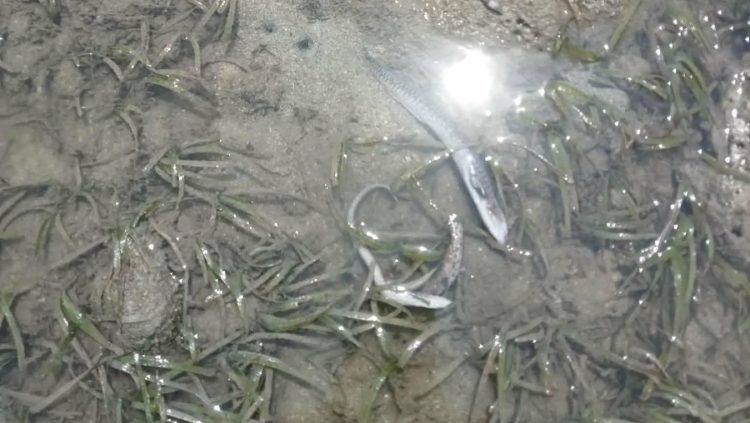 “Fish Kill’ naitala sa Odiongan dahil sa epekto ng El Niño