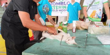 Libreng spay at neuter, anti-rabies campaign inilunsad sa romblon