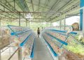 LGU Ferrol, nakatanggap ng ₱3.8M egg production project para sa mga magsasaka