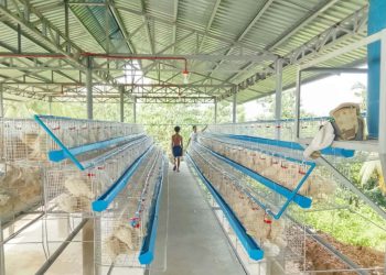LGU Ferrol, nakatanggap ng ₱3.8M egg production project para sa mga magsasaka